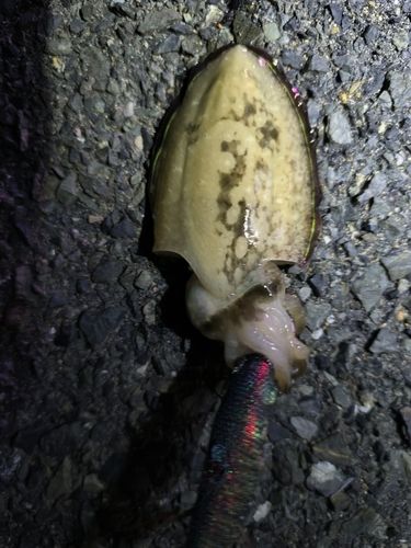 コウイカの釣果