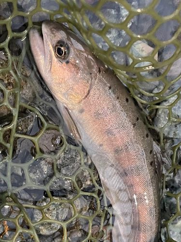 ヤマメの釣果