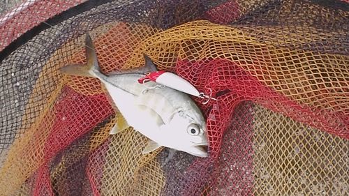 メッキの釣果
