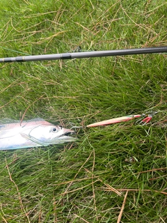 タチウオの釣果