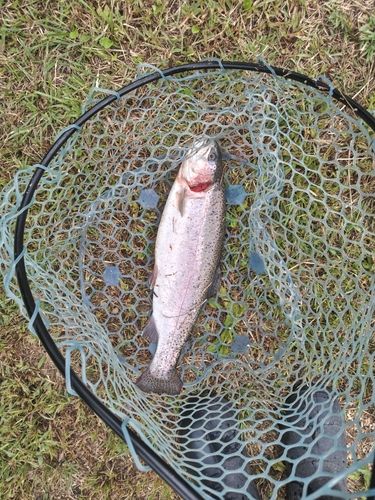 ニジマスの釣果