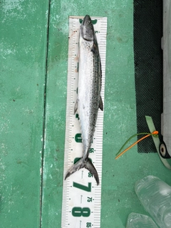 サワラの釣果