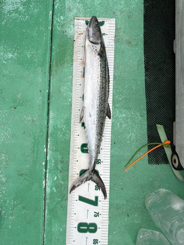 サワラの釣果