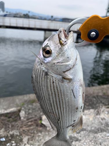 キビレの釣果