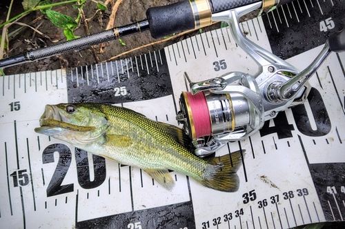 ブラックバスの釣果