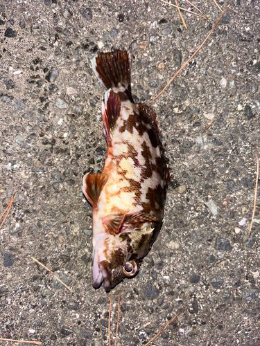 カサゴの釣果