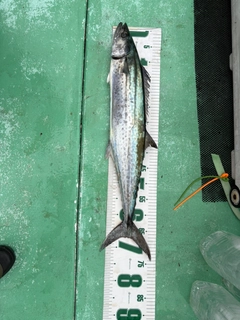サワラの釣果