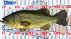 ブラックバスの釣果