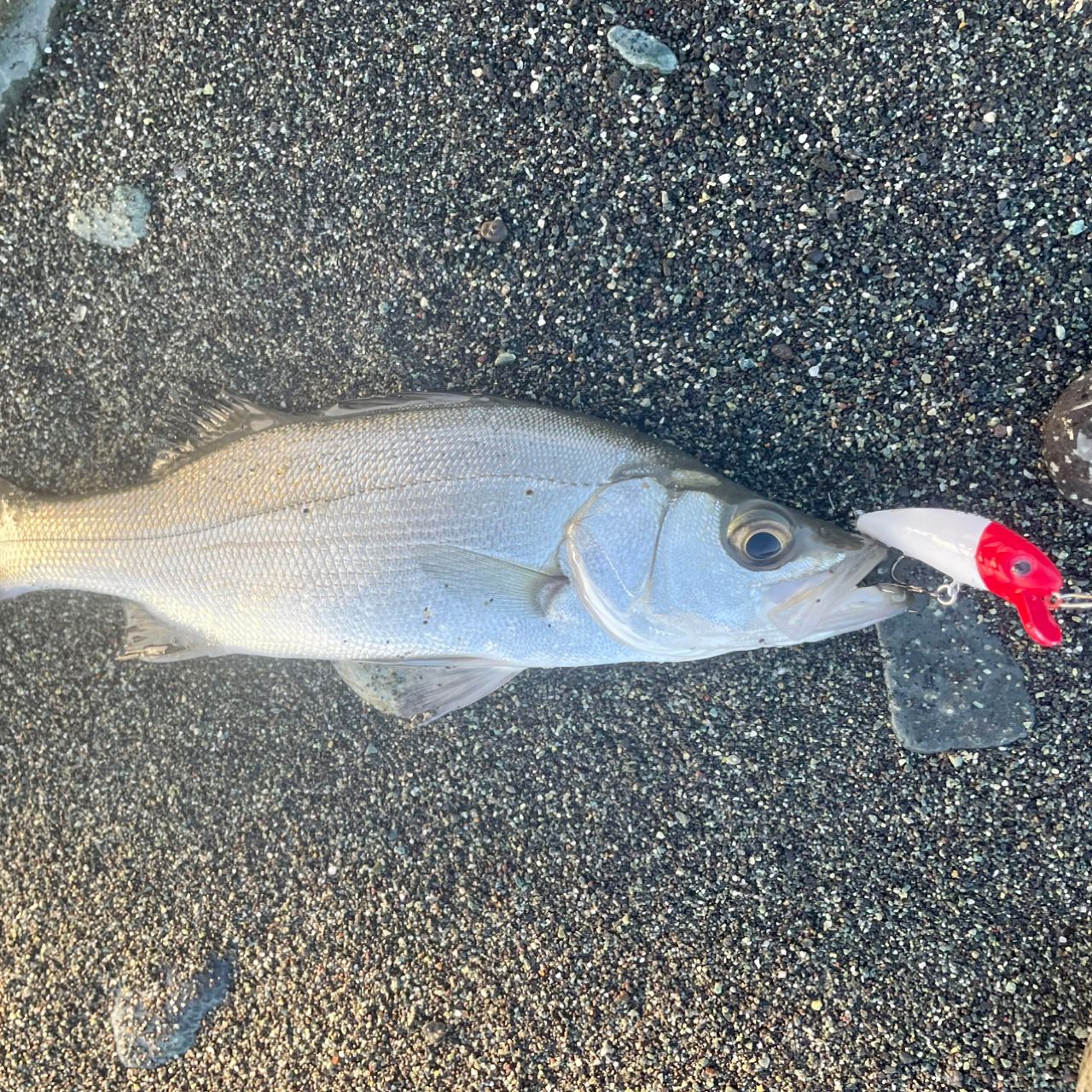 セイゴ（ヒラスズキ）