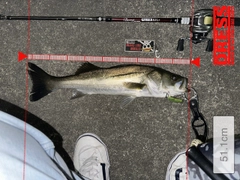 シーバスの釣果