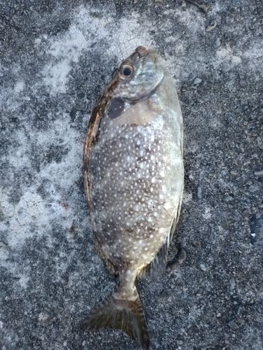 田辺湾