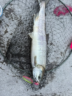 アキアジの釣果