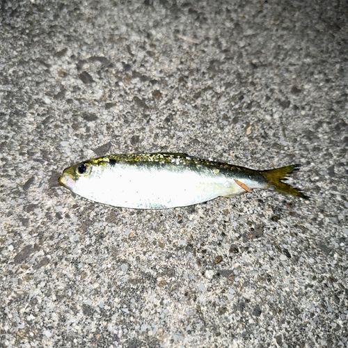 サッパの釣果