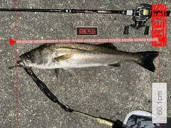 シーバスの釣果