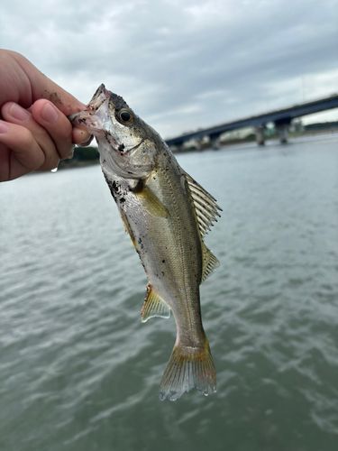 セイゴ（マルスズキ）の釣果