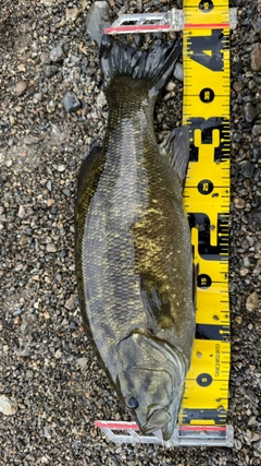 スモールマウスバスの釣果
