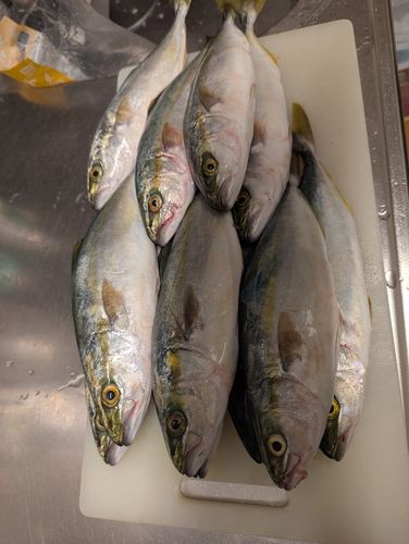 コゾクラの釣果