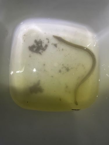 筑後川