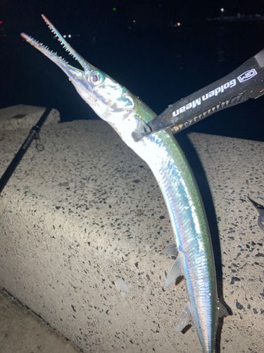 ダツの釣果