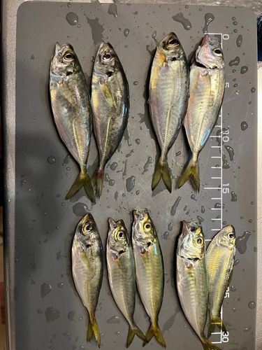 アジの釣果