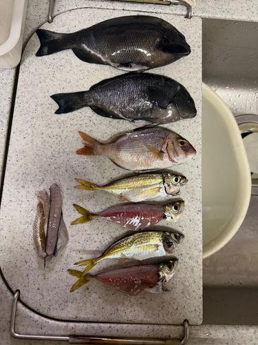 メジナの釣果