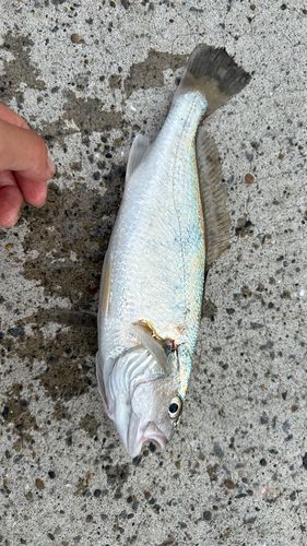 イシモチの釣果