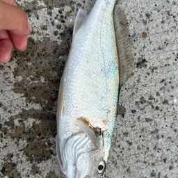 イシモチ