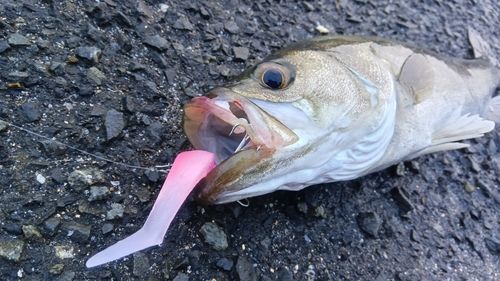 ディズニーリゾート付近