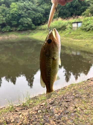 ラージマウスバスの釣果