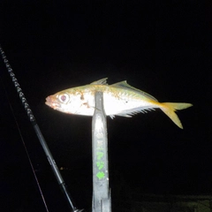 マアジの釣果