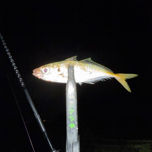 マアジの釣果
