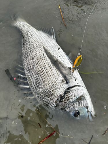 チヌの釣果