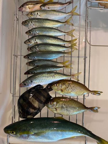 鞠山海遊パーク