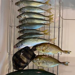 アジ