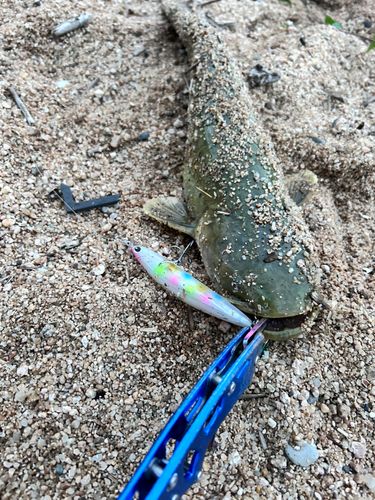 ナマズの釣果