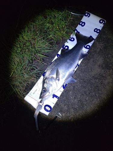 ヒラスズキの釣果