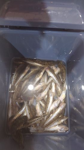 マハゼの釣果