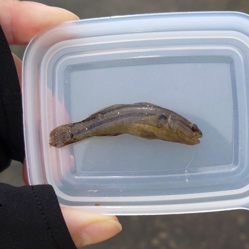 シモフリシマハゼの釣果