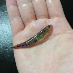 ツマグロスジハゼ