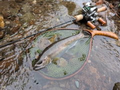 ヤマメの釣果