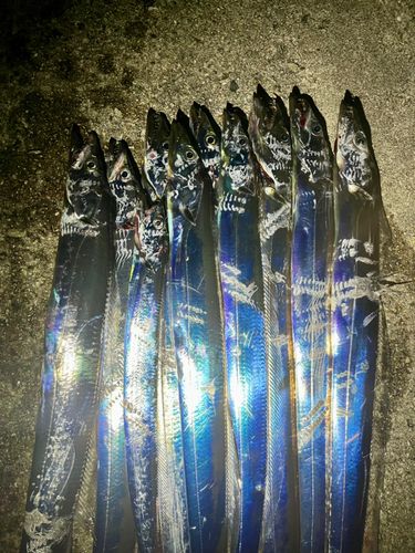 タチウオの釣果