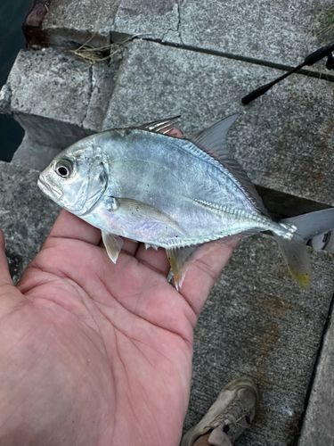 メッキの釣果