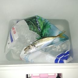 アジ