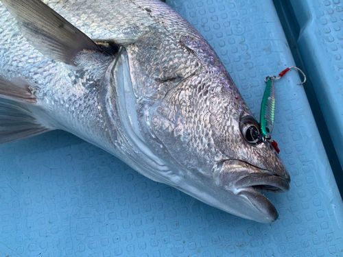 オオニベの釣果