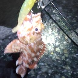 カサゴ