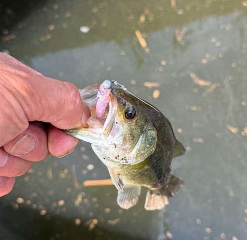 ラージマウスバスの釣果