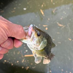 ラージマウスバス