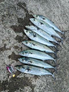 サゴシの釣果