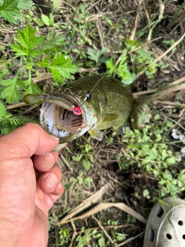 ラージマウスバスの釣果
