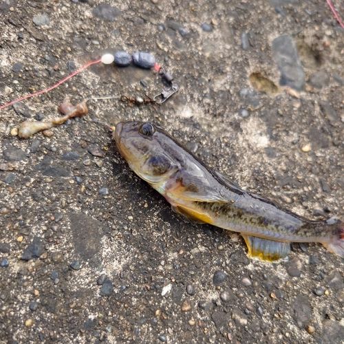 マハゼの釣果